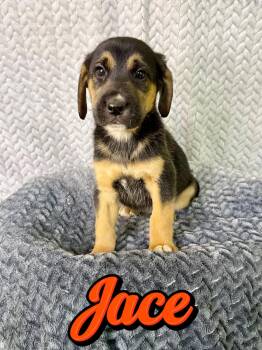 Husky and German Shepherd Dog Dogs Available for Adoption in Boerne, Texas - Jace | PetCurious