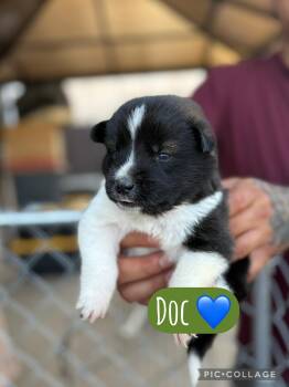 Doc -  Akita Dog for Adoption in Lodi, California - Doc | PetCurious