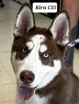 Kira -  Siberian Husky Dog for Adoption in Morganton, North Carolina - Kira | PetCurious