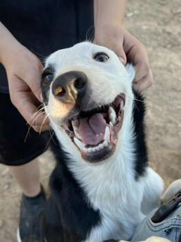 Rescue Border Collie Dogs for Adoption in Glenrock, Wyoming - Zoey | PetCurious