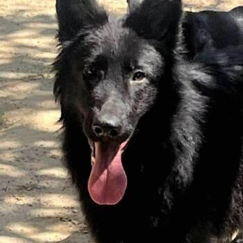 Rescue German Shepherd Dog Dogs for Adoption in Toronto, Ontario - Taya | PetCurious