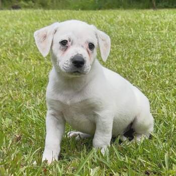Brewery Litter: Wailuku -  Mixed Breed Dog for Adoption in Keaau, Hawaii - Brewery Litter: Wailuku | PetCurious