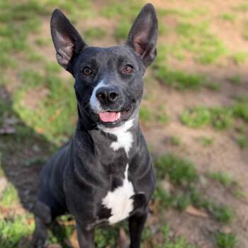 Mixed Breed Dogs Available for Adoption - Aurora | PetCurious