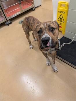 DIEGO -  Mastiff and Mixed Breed Dog for Adoption in Minneapolis, Minnesota - DIEGO | PetCurious