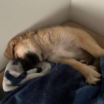 Great Pyrenees and Mixed Breed Dogs Available for Adoption in Normal, Illinois - Marshmallow | PetCurious