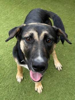 Gemma -  Labrador Retriever and German Shepherd Dog Dog for Adoption in Ramona, California - Gemma | PetCurious