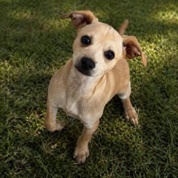 Chihuahua and Mixed Breed Dogs Available for Adoption - Jolt | PetCurious