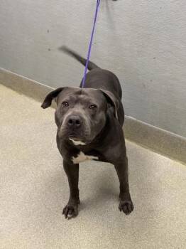 American Staffordshire Terrier Dogs Available for Adoption in Las Vegas, Nevada - BENNY | PetCurious