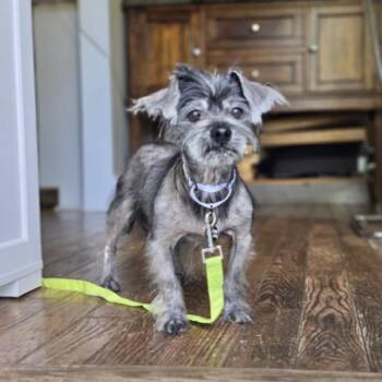 PUCK -  Yorkshire Terrier Dog for Adoption in Waterford, New Jersey - PUCK | PetCurious