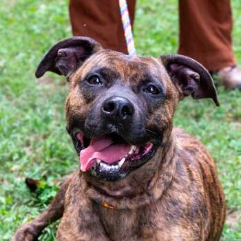 Tevin -  Mixed Breed Dog for Adoption in Chamblee, Georgia - Tevin | PetCurious