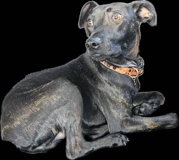 Leo -  Terrier Dog for Adoption in Aurora, Illinois - Leo | PetCurious