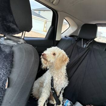 Rip -  Miniature Poodle Dog for Adoption in Klein, Texas - Rip | PetCurious