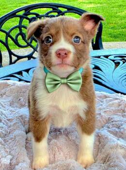 Langdon -  Australian Shepherd and Pit Bull Terrier Dog for Adoption in Newport Beach, California - Langdon | PetCurious