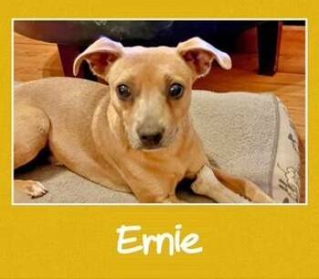 Ernie -  Mixed Breed Dog for Adoption in Farmingdale, New York - Ernie | PetCurious