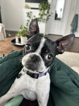 Prezly -  Boston Terrier Dog for Adoption in Wolcott, Connecticut - Prezly | PetCurious