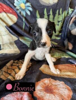 Chihuahua and Rat Terrier Dogs Available for Adoption in Cedartown, Georgia - Bonnie | PetCurious