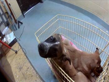 German Shepherd Dog and Mixed Breed Dogs Available for Adoption in Tulsa, Oklahoma - LILA | PetCurious
