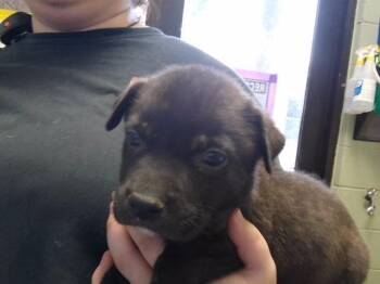 HADES -  Pit Bull Terrier and Mixed Breed Dog for Adoption in Tulsa, Oklahoma - HADES | PetCurious