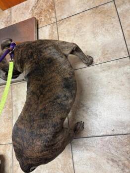 Jonah -  Mixed Breed Dog for Adoption in Cincinnati, Ohio - Jonah | PetCurious