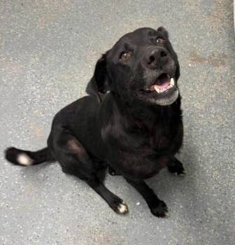 Amara -  Labrador Retriever Dog for Adoption in Morristown, Tennessee - Amara | PetCurious