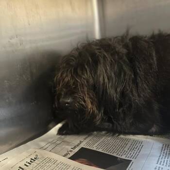 Mixed Breed Dogs Available for Adoption in Gadsden, Alabama - Otto | PetCurious