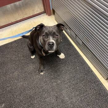 Pit Bull Terrier Dogs Available for Adoption in Saint Joseph, Missouri - Stromboli | PetCurious