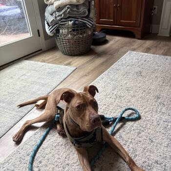 Enzo -  Pit Bull Terrier Dog for Adoption in Kansas City, Missouri - Enzo | PetCurious