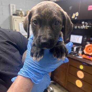 Isaiah -  Mixed Breed Dog for Adoption in Summerville, South Carolina - Isaiah | PetCurious