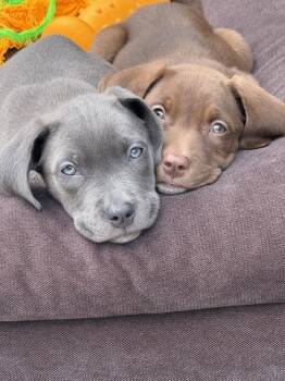 Maple -  Pit Bull Terrier Dog for Adoption in Bonita, California - Maple | PetCurious