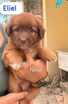ELIEL (out of town) -  Labrador Retriever and Shepherd Dog for Adoption in New York, New York - ELIEL (out Of Town) | PetCurious