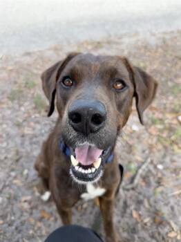 Mixed Breed Dogs Available for Adoption in Palmetto, Florida - DOBBY | PetCurious