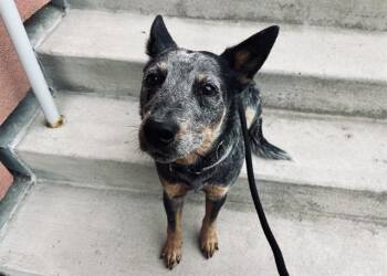 Australian Cattle Dog Blue Heeler Dogs Available for Adoption in Colorado Springs, Colorado - TRIGGER | PetCurious