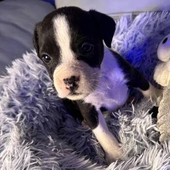 American Bully Dogs Available for Adoption - Neville | PetCurious