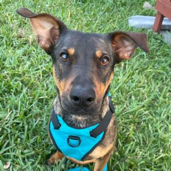 Miniature Pinscher and Mixed Breed Dogs Available for Adoption in Corpus Christi, Texas - Dobie | PetCurious