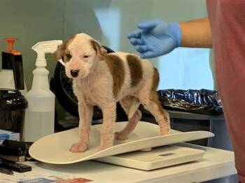 MINEY -  American Staffordshire Terrier and Mixed Breed Dog for Adoption in Grand Prairie, Texas - MINEY | PetCurious