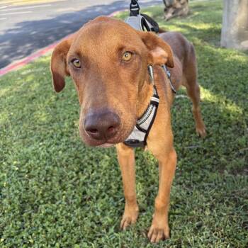 Little Foot -  Vizsla Dog for Adoption in Harlingen, Texas - Little Foot | PetCurious