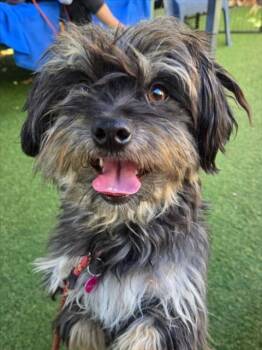 *FREDDY -  Terrier Dog for Adoption in Woodland, California - *FREDDY | PetCurious