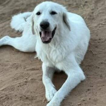 Reign -  Great Pyrenees and Mixed Breed Dog for Adoption in Midland, Texas - Reign | PetCurious