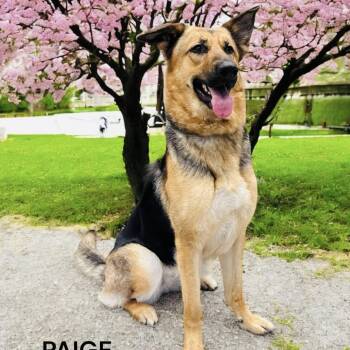 Rescue German Shepherd Dog Dogs for Adoption in Lucas, Texas - Paige | PetCurious