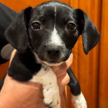 Beth -  Dachshund Dog for Adoption in Seal Beach, California - Beth | PetCurious