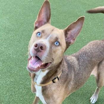 Georgia OKeefe -  Pit Bull Terrier and Mixed Breed Dog for Adoption in Austin, Texas - Georgia OKeefe | PetCurious