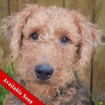 Airedale Terrier Dogs Available for Adoption in Huntley, Illinois - Leo | PetCurious