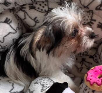 Geo-Tiny Morkie Puppy! -  Maltese and Yorkshire Terrier Dog for Adoption in Fort Myers, Florida - Geo-Tiny Morkie Puppy! | PetCurious