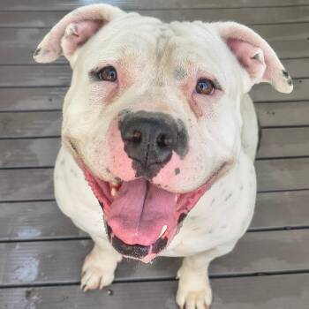 Corazon -  Pit Bull Terrier and Mixed Breed Dog for Adoption in Moses Lake, Washington - Corazon | PetCurious