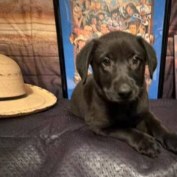 Miranda -  Labrador Retriever and Mixed Breed Dog for Adoption in Normal, Illinois - Miranda | PetCurious