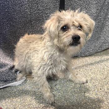 IVHS-Stray-142746 -  Terrier Dog for Adoption in San Gabriel, California - IVHS-Stray-142746 | PetCurious