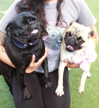 Pug Dogs Available for Adoption - Elke *Bonded To Dio* / Dio *Bonded To Elke* | PetCurious