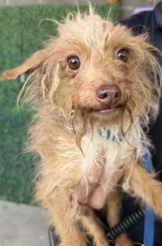 Chihuahua and Mixed Breed Dogs Available for Adoption - 60638129 | PetCurious