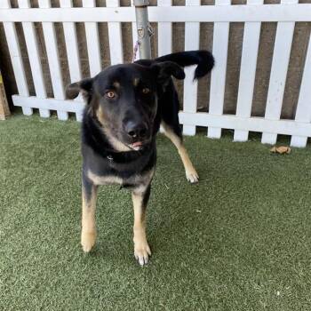 A604791 -  German Shepherd Dog and Mixed Breed Dog for Adoption in Modesto, California - A604791 | PetCurious