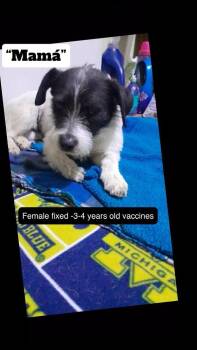 Terrier Dogs Available for Adoption in Durango, Colorado - Mama | PetCurious